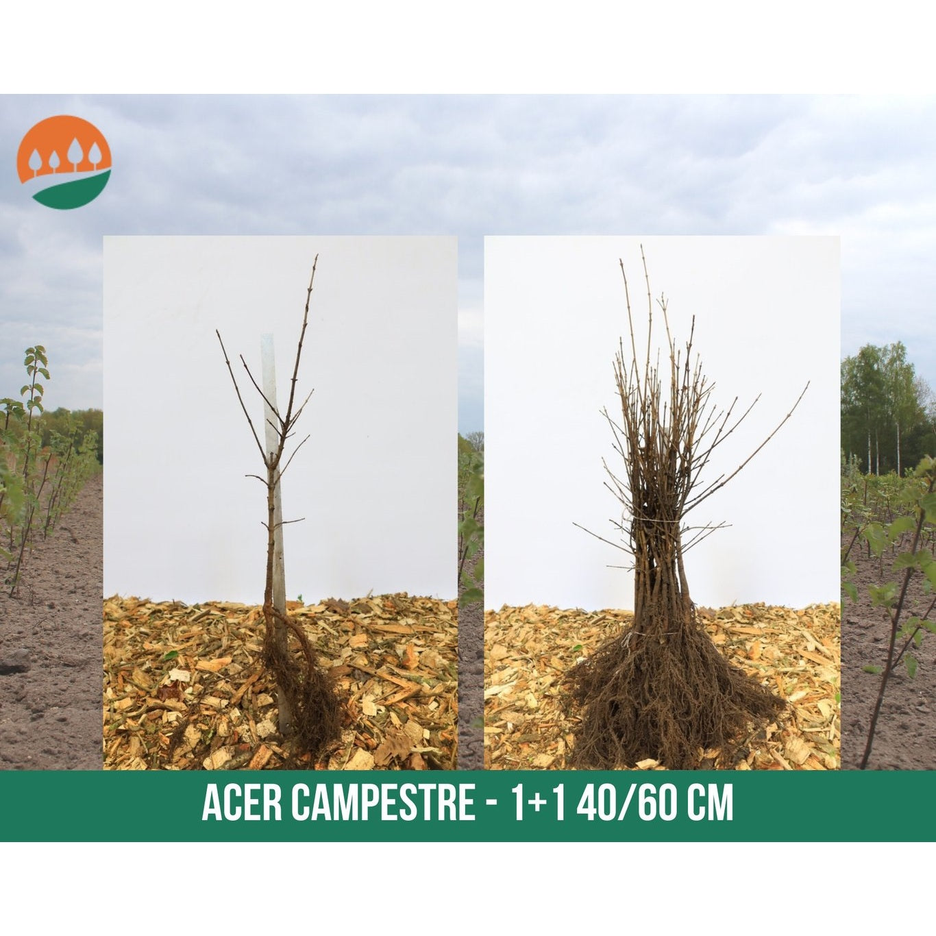 Fältlönn – Acer campestre - 40-60 CM bare root 1/1